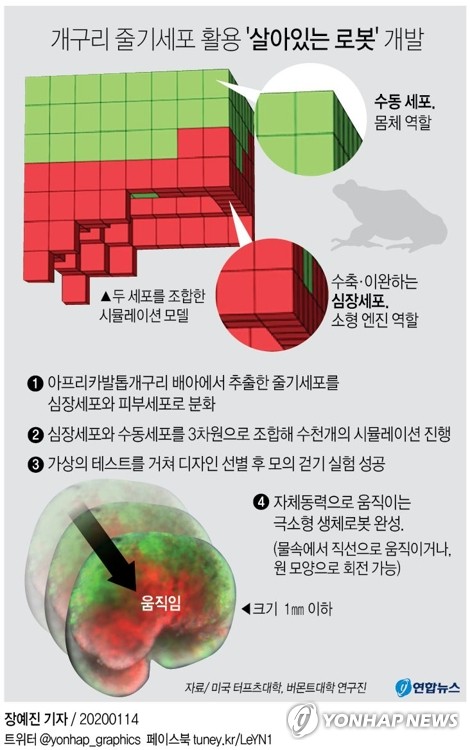 미국서 '살아있는 로봇' 개발…개구리 줄기세포 활용 - 2