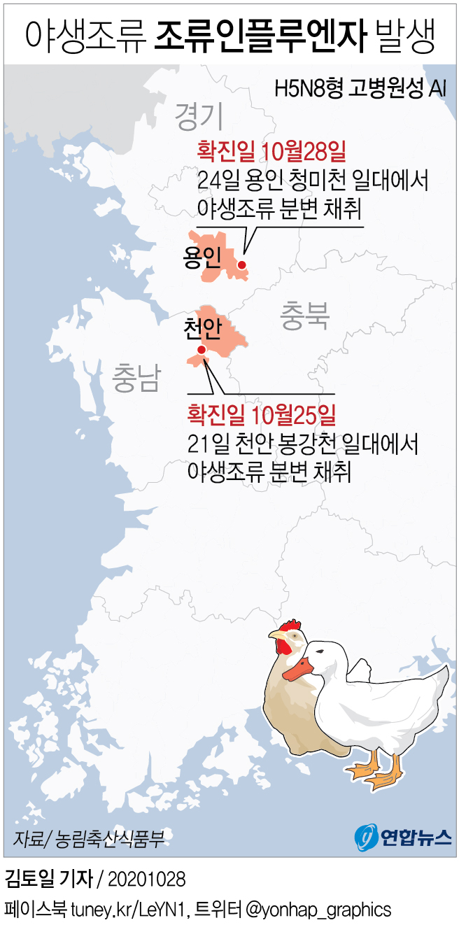용인 청미천 야생조류 고병원성 조류인플루엔자 확진…두번째 사례(종합) - 2