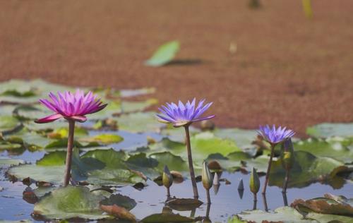Victoria lotus flowers are in bloom at Gwangok Pond. (Yonhap) 