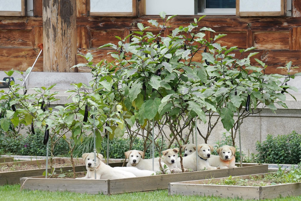 This photo, captured from President Moon Jae-in's Facebook post on Sept. 1, 2021, shows seven puppies born to Gomi, a Pungsan-breed dog gifted to Moon by North Korean leader Kim Jong-un to mark the third inter-Korean summit in 2018, at a garden in Cheong Wa Dae, in central Seoul. (PHOTO NOT FOR SALE) (Yonhap)