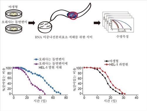 수명조절 RNA효소 발견…예쁜꼬마선충 수명 18% 연장 - 2