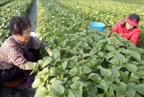 <카메라뉴스> 설에 사용할 깻잎 수확 한창 - 2