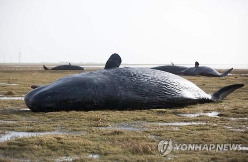 유럽서 길잃은 향유고래 '떼죽음'…2주간 29마리 - 2