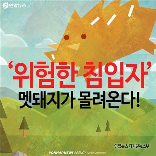 <카드뉴스> '위험한 침입자' 멧돼지가 몰려온다 - 2
