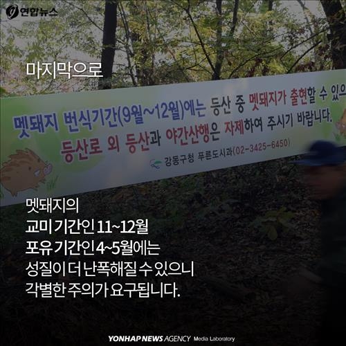 <카드뉴스> '위험한 침입자' 멧돼지가 몰려온다 - 11