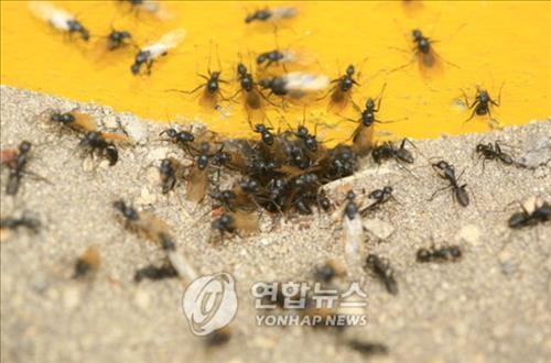 "학계 수수께끼 '노는 개미'는 집단의 장기존속 수단" - 2
