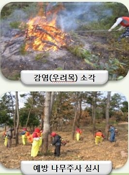"재선충병 방제도 '선택과 집중' 할 때...수종갱신도 함께 해야" - 4