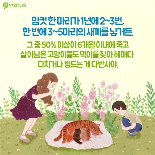 <카드뉴스> "나 수술받는다, 냥!"…길고양이의 서울살이 애환 - 10