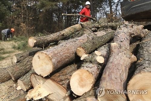 청주서 소나무 재선충 추가 확인…반출금지구역 확대 - 2