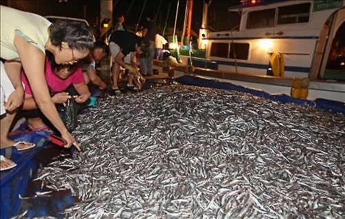 서귀포 밤바다는 '은멸치' 세상…위판량 4배 증가 - 2