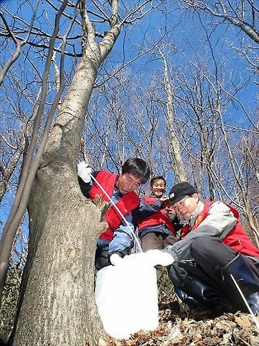 "신비의 생명수로 원기 회복을"…곳곳서 고로쇠 축제 - 2
