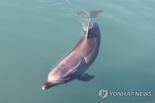 큰돌고래 '고어진', 기상악화로 방류 연기 - 2
