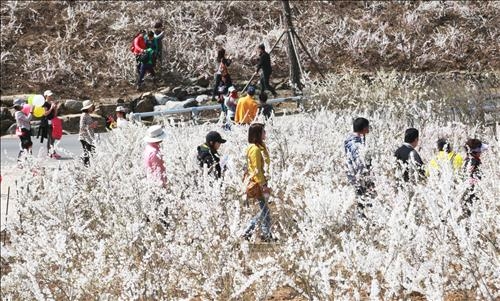<카메라뉴스> "미선나무 꽃 사이로 봄나들이 갑니다" - 2