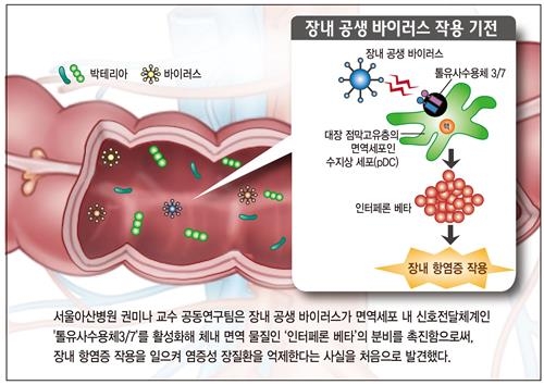 장 바이러스가 오히려 장질환 억제 역할 첫 규명 - 2
