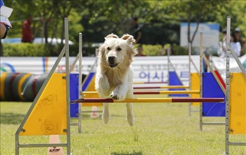 '2016 금강로하스축제' 성황…가족 단위 10만여명 참가 - 3