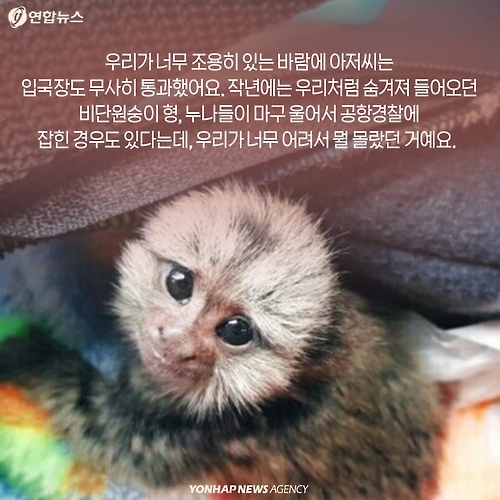 <카드뉴스> 밀매직전 구출된 아기 원숭이 이야기 - 5