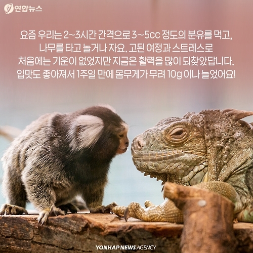 <카드뉴스> 밀매직전 구출된 아기 원숭이 이야기 - 11