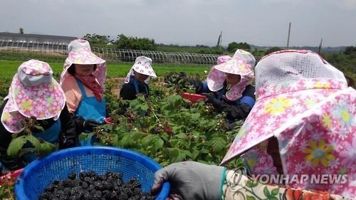 "남아도는 복분자 사주세요" 순창군 판매운동 나서 - 3