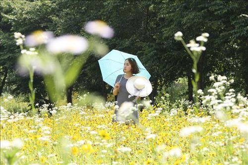 <카메라뉴스> 진안 생태공원 금계국 금빛 물결 - 2