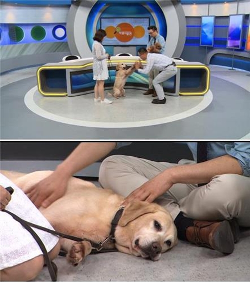 '동물 통한 심리치료'…한국직업방송 '신직업의 발견' - 2