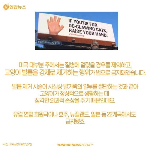 <카드뉴스> 고양이에 대해 모르고 있던 사실 '7가지' - 8