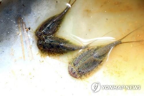 "친환경농법 덕분"…정읍서 긴꼬리투구새우 대량 서식 - 2