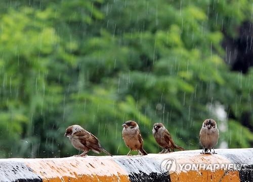 대전충남 밤사이 장맛비 소강…호우특보·홍수주의보 해제 - 2