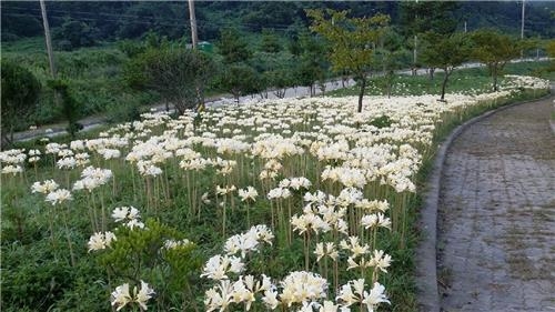 '세계 유일' 흰색 상사화…부안군 관광자원으로 육성 - 3