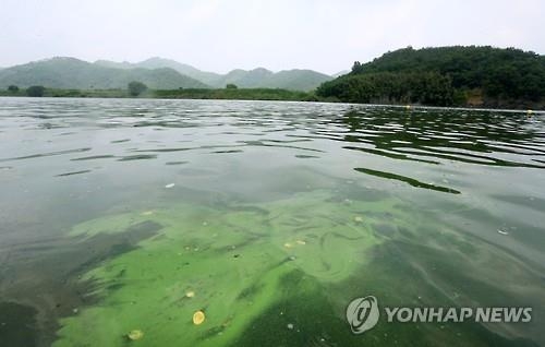 낙동강 녹조 확산…상주보·낙단보 수질예보 '관심' 단계 - 2