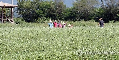 <카메라뉴스> 춘천닭갈비막국수축제 앞두고 메밀꽃밭 조성 - 2