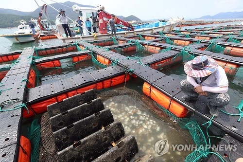 망연자실한 어민
