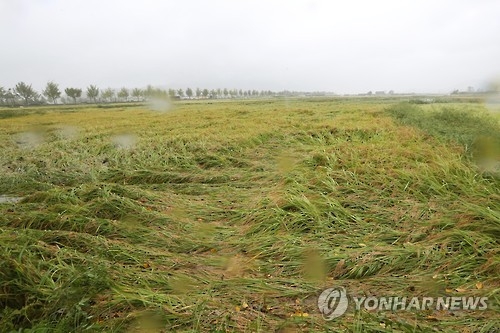 <태풍 차바> 수확 앞두고 주저앉은 벼(경주=연합뉴스) 김준범 기자 = 5일 오전 경북 경주시 사정동 일대 논에서 수확을 앞둔 벼가 강풍으로 주저앉아 있다. 2016.10.5psykims@yna.co.kr