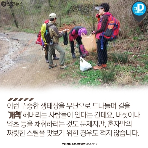 <카드뉴스> 불법 채취, 스릴 산행…가을 등산 문화의 현주소 - 7