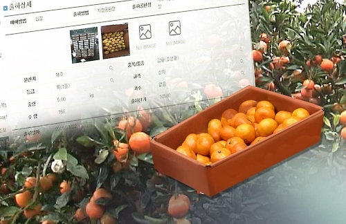 제주 노지감귤 전자경매
