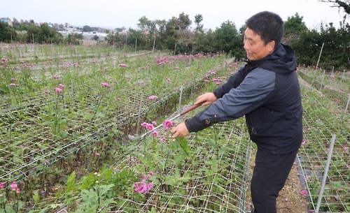 이상 고온에 국화 농가 울상