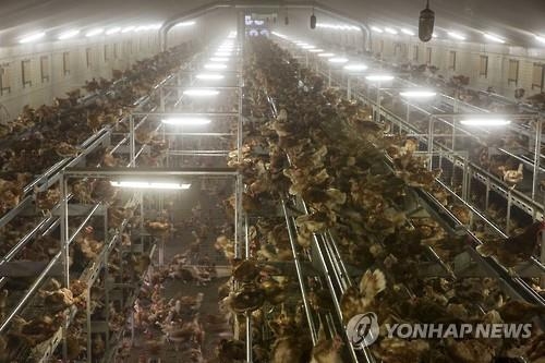 네덜란드 양계장