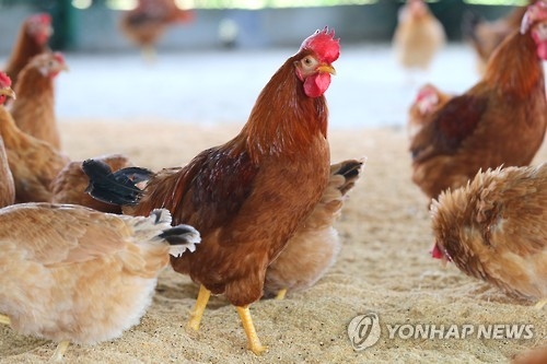 토종닭 [연합뉴스 자료사진]