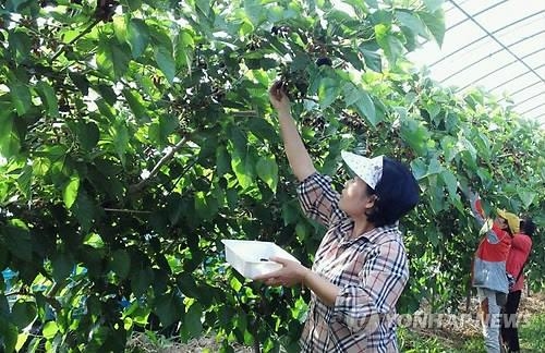 '부안참뽕' 오디 수확