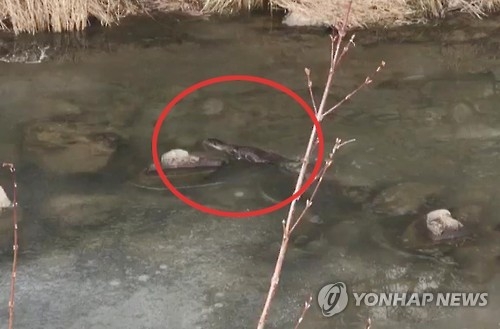 용평리조트 내 하천서 관찰된 수달