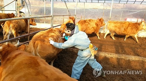 백신접종 꺼리는 농민, 팔짱 낀 당국…구제역 발병 이유 있었네 - 1