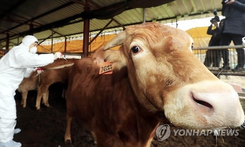 충북 보은 또 의심신고…"구제역 번지나" 농민들 망연자실 - 1