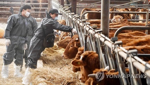 "벌써 다 퍼졌나" 나흘만에 또 구제역, 보은 민심 '흉흉'(종합) - 2