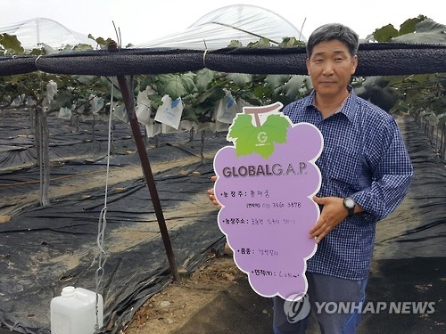 상주포도 글로벌 GAP 인증
