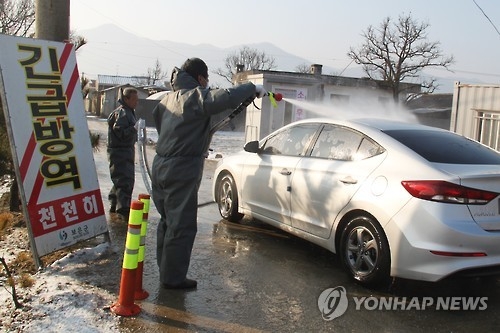 살처분 1천마리 육박 보은 사흘째 잠잠…"이대로 끝났으면"(종합) - 1