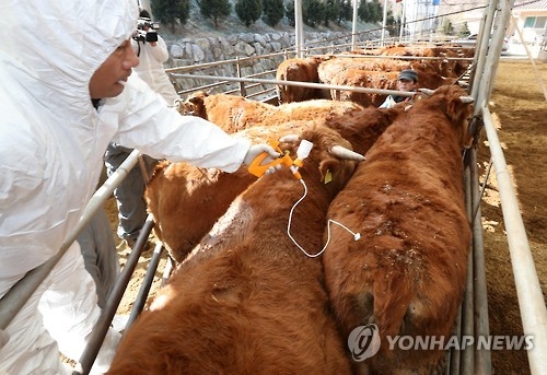 구제역 백신 접종