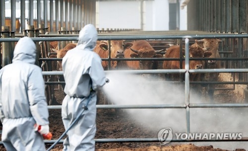 구제역 첫 발생 보은 8일째 '잠잠'…최대 고비 넘겨 - 2