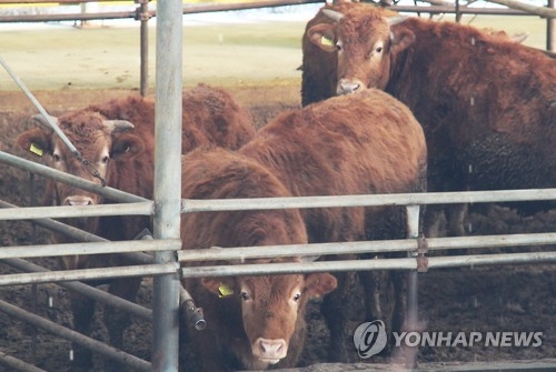 옥천서 3번째 브루셀라 집단발병…한우 45마리 살처분 - 1