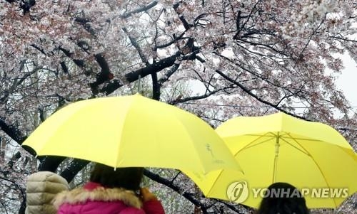 우산 쓰고 벚꽃 구경