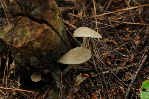 파라제룰라 홍고이(Paraxerula hongoi)