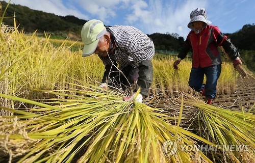 충주시 "논에 밭작물 재배하면 현금 보상"…충북 첫 시행 - 1